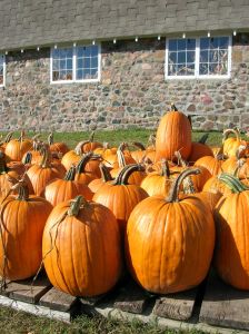 pumpkin_farm_1.jpg