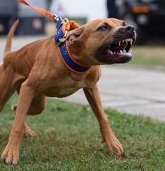 pitbull
