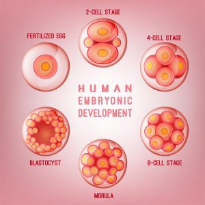 Embryoshutterstock_717103207-300x300